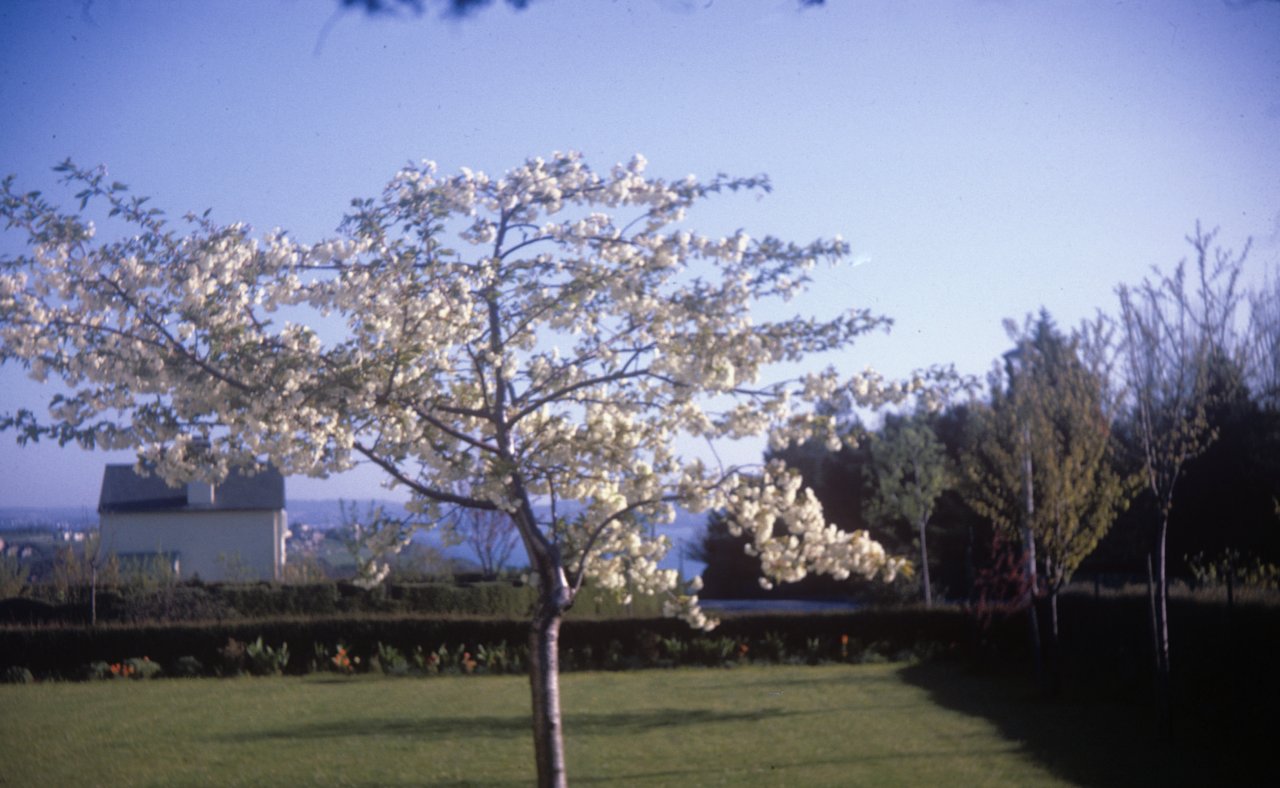 191 Cherry tree Spring June 1963-s